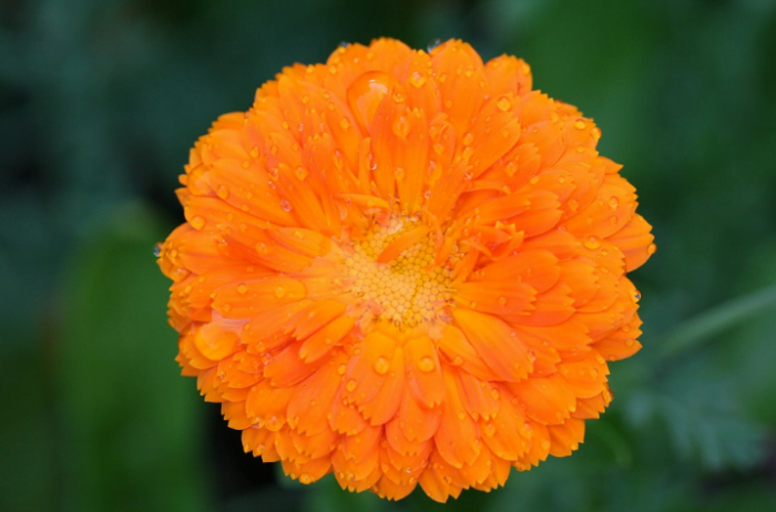30+ Types of Orange and Yellow Flowers, HD IMAGES - Beautiful Flowers