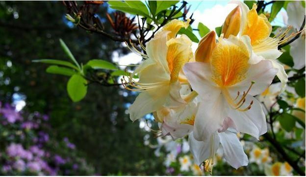 most beautiful white flowres