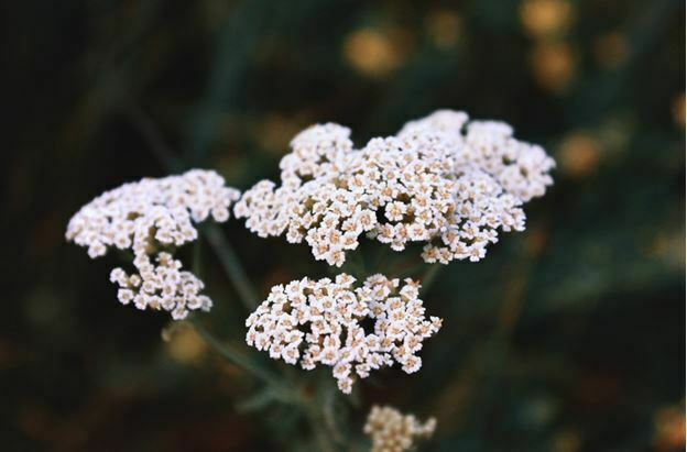 small white flower