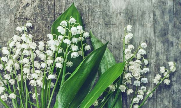 pretty white flowers