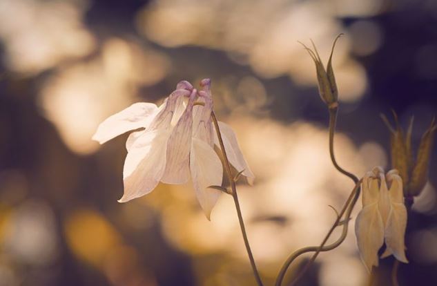 beautiful white flowers