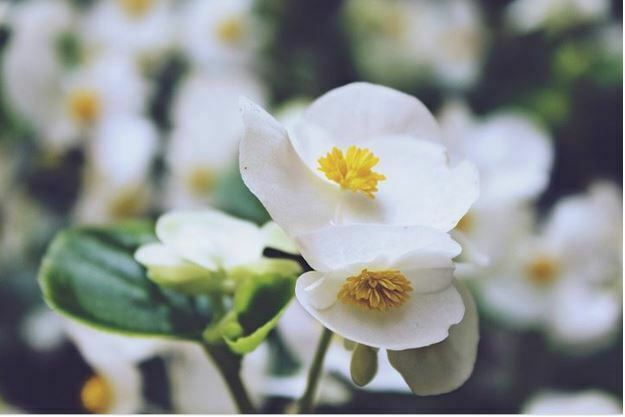 white flowers