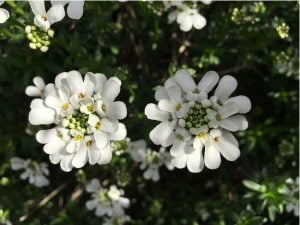 perennial white flower