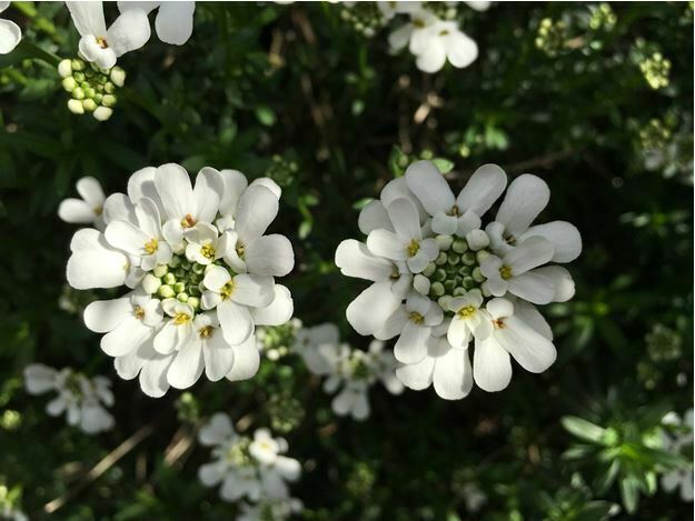 green and white flowers