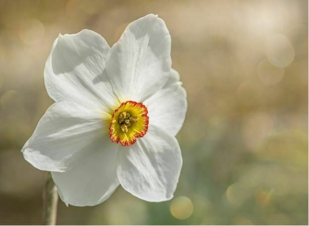 most beautiful white flowers