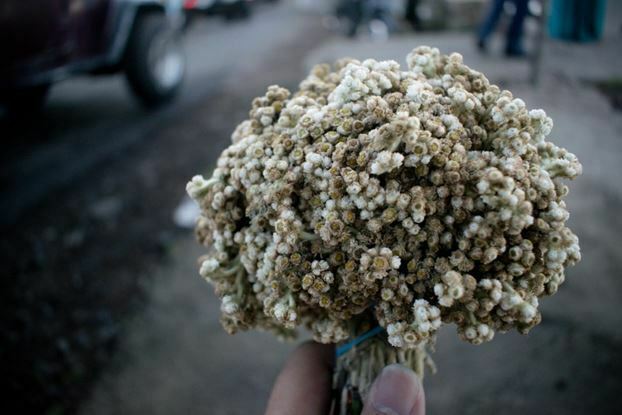 white flowers 