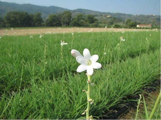 beautiful small white flowers