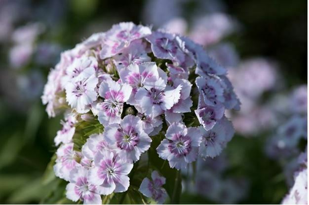 pretty white flowers