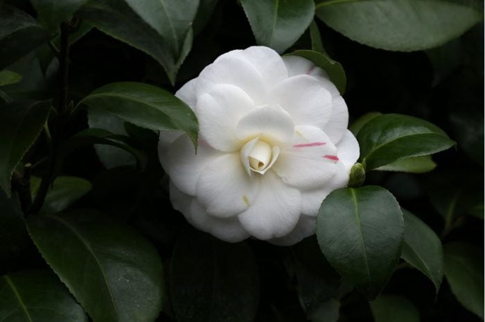 white flowers