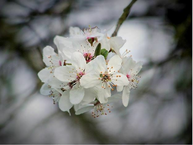 perennial white flower