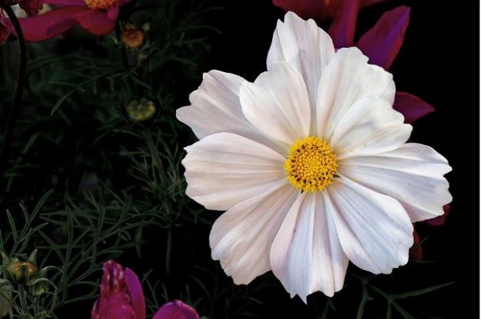 perennial flowers white flower