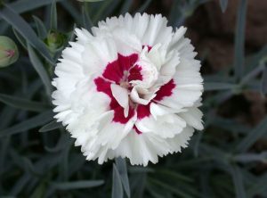 white flowers dianthus