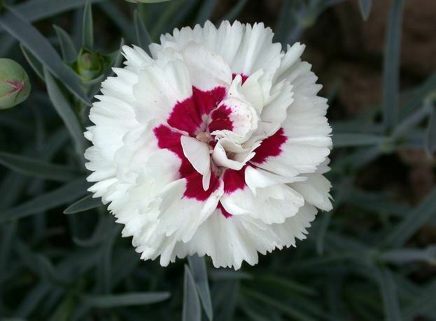 white flowers dianthus