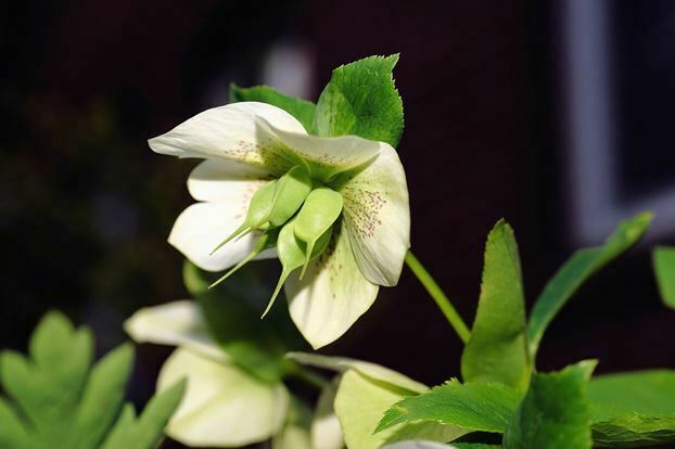 green and white flowers