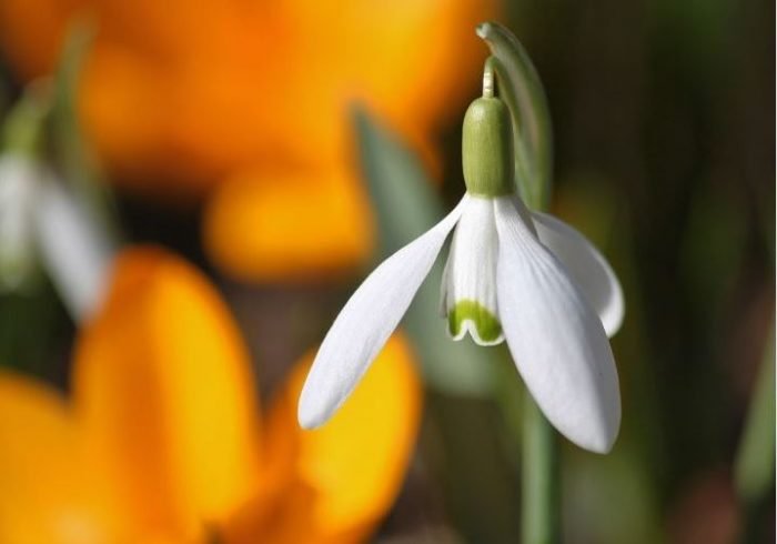 white flower