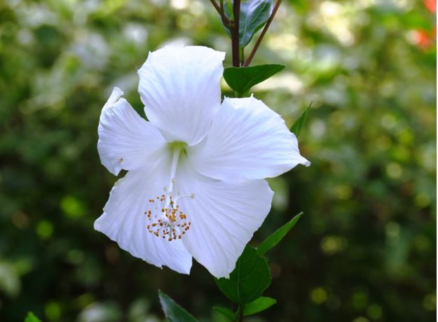 beautiful white flowers