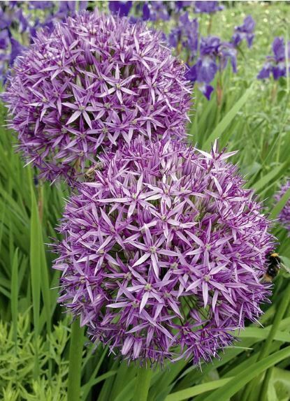 beautiful purple flower