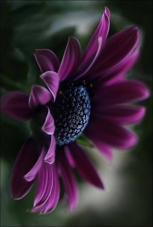 25+ Most Beautiful Purple Flowers with Pictures » Jessica Paster