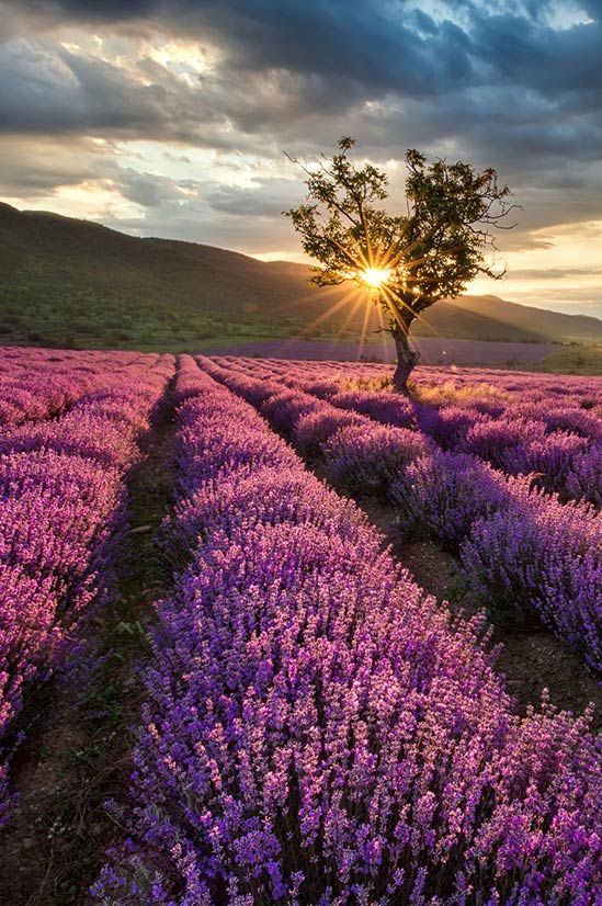 beautiful purple flowers