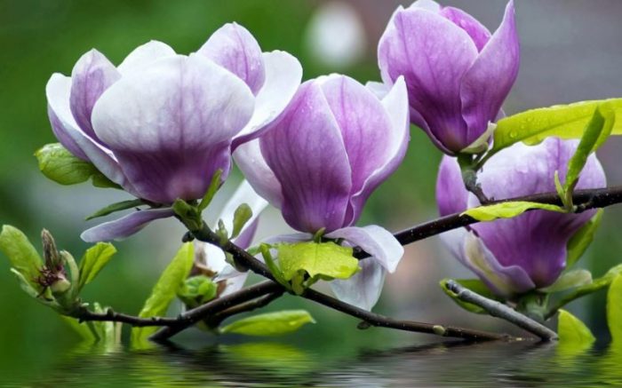 purple magnolia flowers