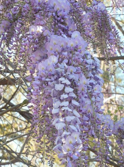 beautiful purple flowers