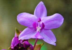 most beautiful purple flowers