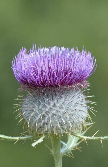 pretty purple flowers