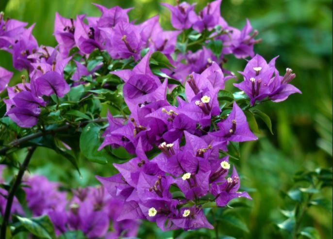 purple flowers bloom