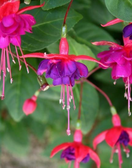 pretty purple flowers