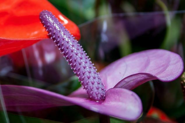 beautiful flowers purple