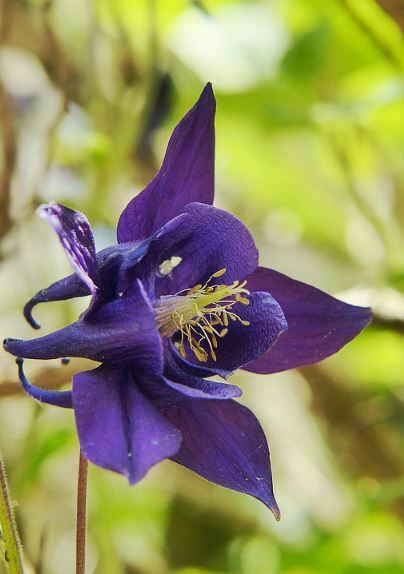 purple flowers