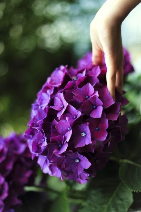 purple flowers