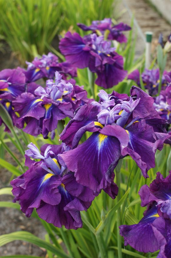 most beautiful purple flowers