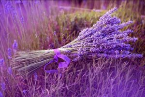 beautiful purple flowers lavender