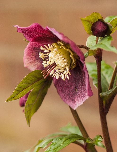 beautiful purple flowers hellebore