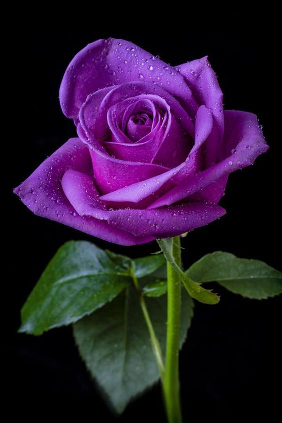 purple rose flowers images