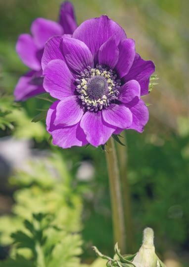 purple flowers