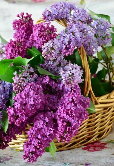 most beautiful purple flowers