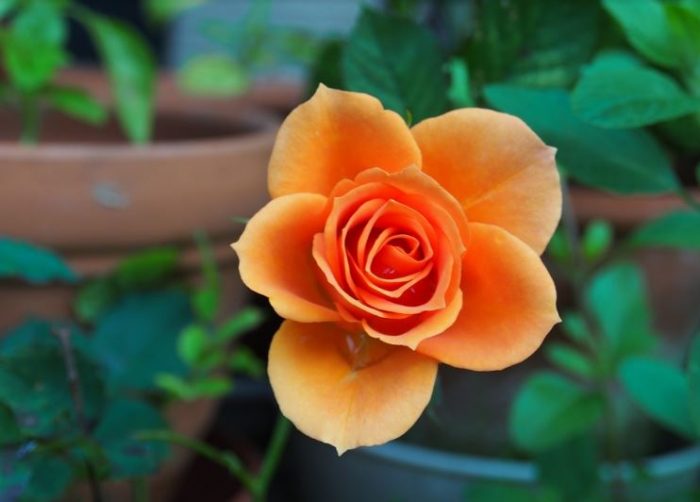 30+ Most Beautiful Orange and Yellow Flowers | Pictures ...
