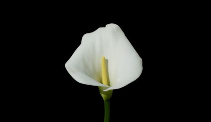 white flowers