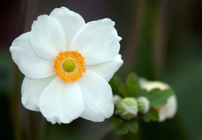 white flowers