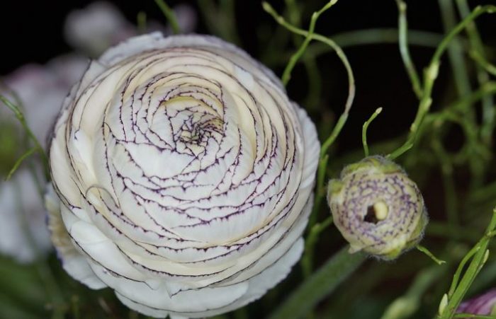 most beautiful white flowers