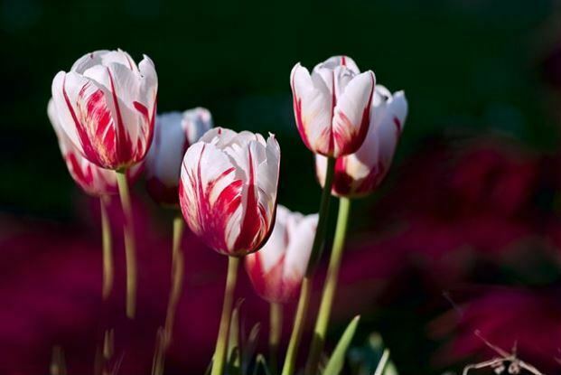 red and white flowers