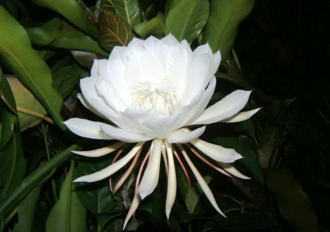 unique white flower