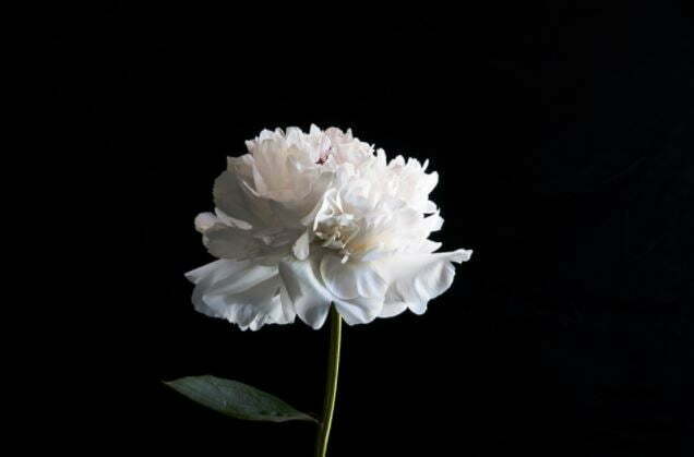 beautiful white flowers