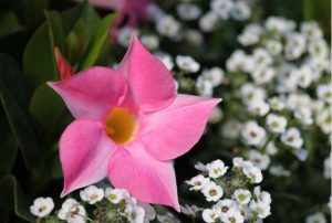 beautiful flowers pink flower mandevilla