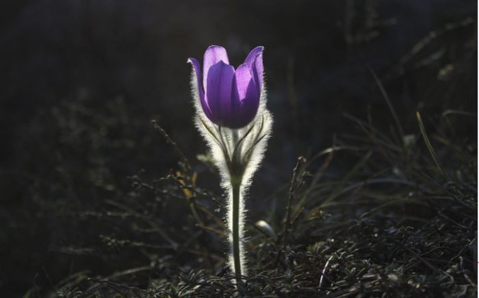 pretty purple flowers