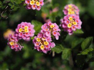 beautiful small flowers lantana
