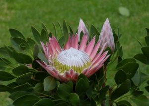 protea flowers beautiful