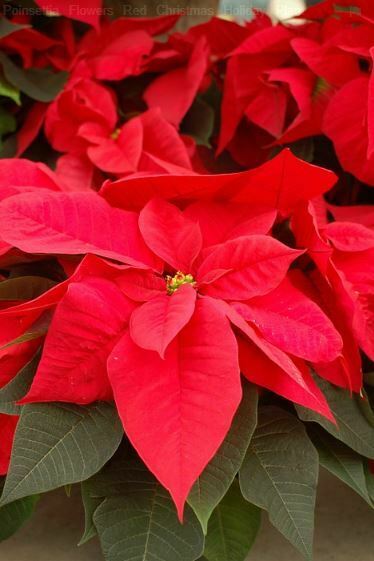 most beautiful red flowers